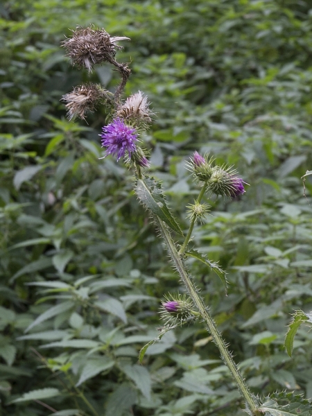 Pflanzenbild gross Kletten-Distel - Carduus personata