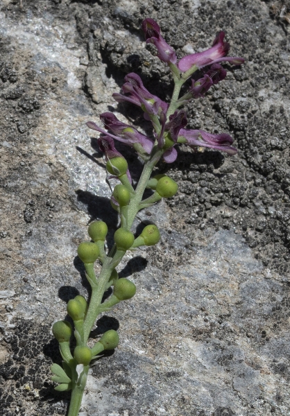 Pflanzenbild gross Echter Erdrauch - Fumaria officinalis