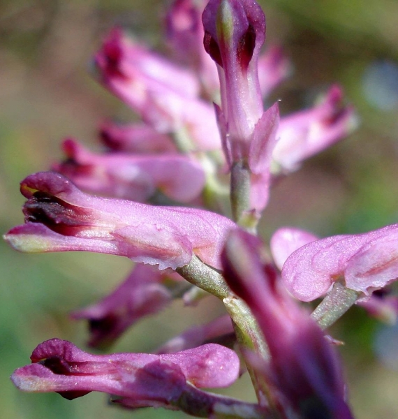 Pflanzenbild gross Echter Erdrauch - Fumaria officinalis
