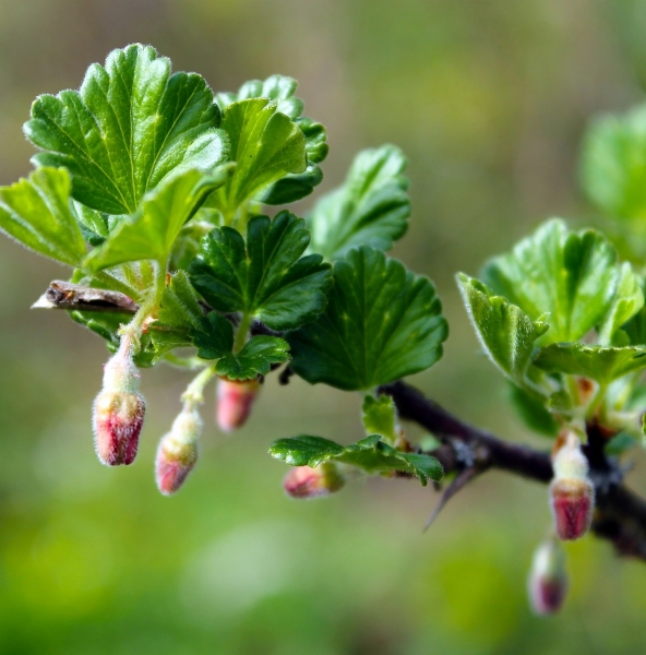 Pflanzenbild gross Stachelbeere - Ribes uva-crispa