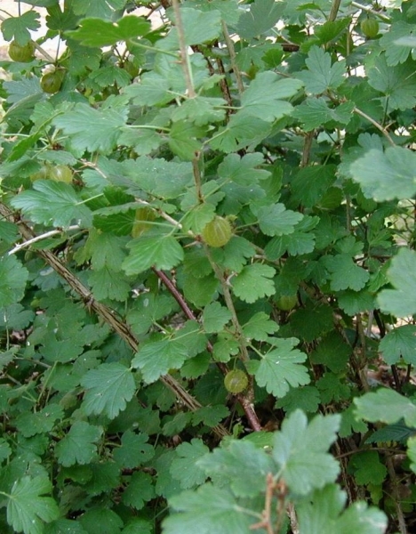 Pflanzenbild gross Stachelbeere - Ribes uva-crispa