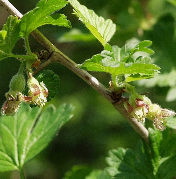 Pflanzenbild gross Stachelbeere - Ribes uva-crispa