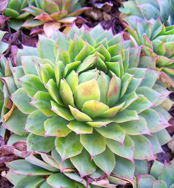 Pflanzenbild gross Wulfens Hauswurz - Sempervivum wulfenii