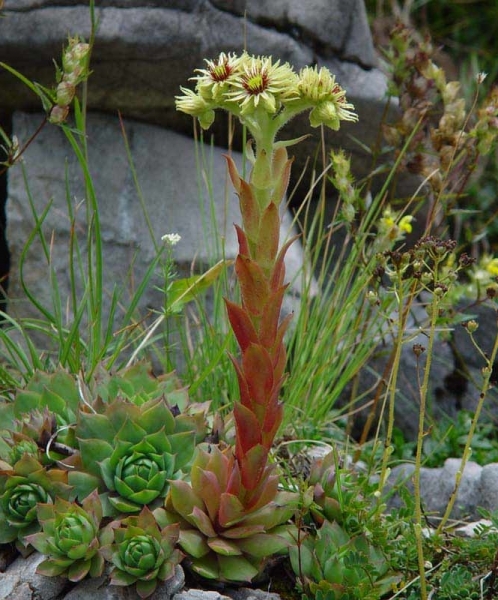 Pflanzenbild gross Wulfens Hauswurz - Sempervivum wulfenii