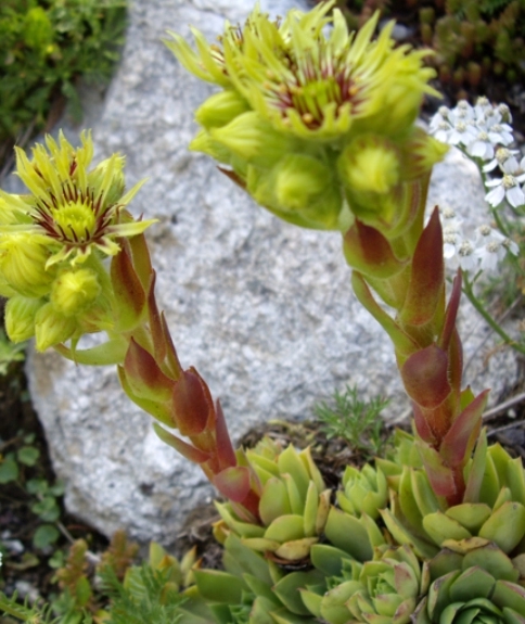 Pflanzenbild gross Wulfens Hauswurz - Sempervivum wulfenii