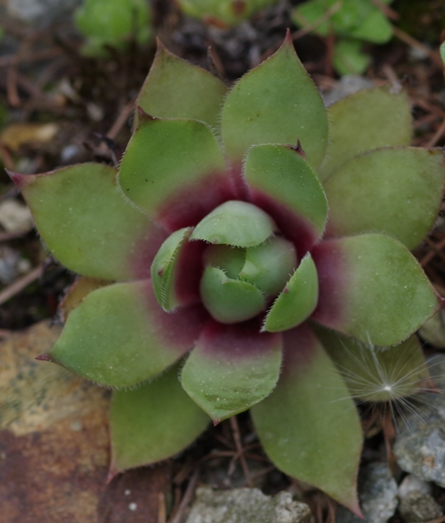 Pflanzenbild gross Wulfens Hauswurz - Sempervivum wulfenii