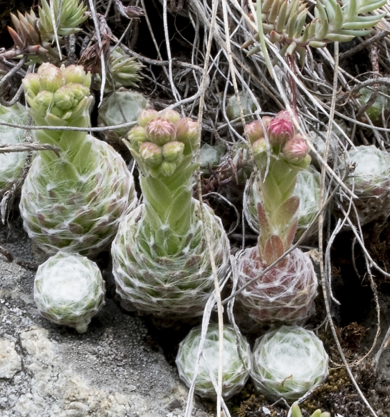 Pflanzenbild gross Spinnweb-Hauswurz - Sempervivum arachnoideum