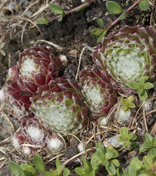 Pflanzenbild gross Spinnweb-Hauswurz - Sempervivum arachnoideum