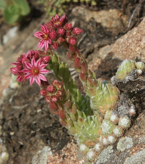 Pflanzenbild gross Spinnweb-Hauswurz - Sempervivum arachnoideum