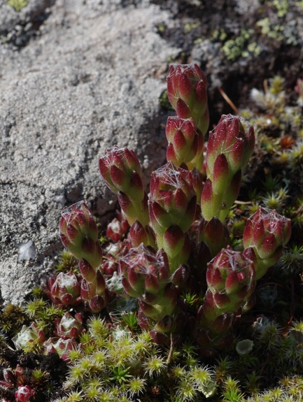 Pflanzenbild gross Spinnweb-Hauswurz - Sempervivum arachnoideum