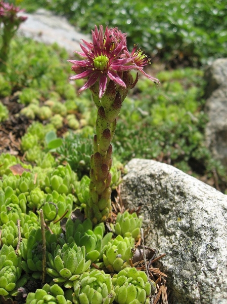 Pflanzenbild gross Berg-Hauswurz - Sempervivum montanum