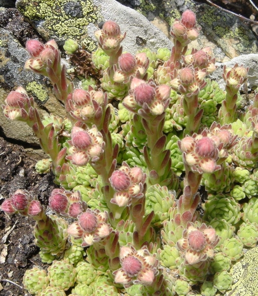 Pflanzenbild gross Berg-Hauswurz - Sempervivum montanum