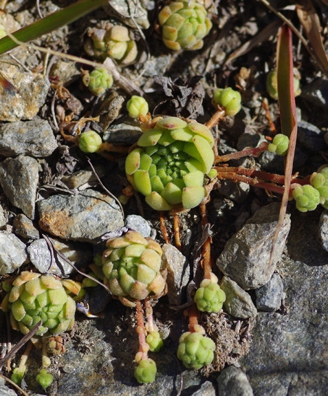 Pflanzenbild gross Berg-Hauswurz - Sempervivum montanum