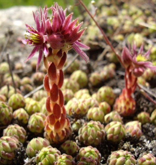 Pflanzenbild gross Berg-Hauswurz - Sempervivum montanum