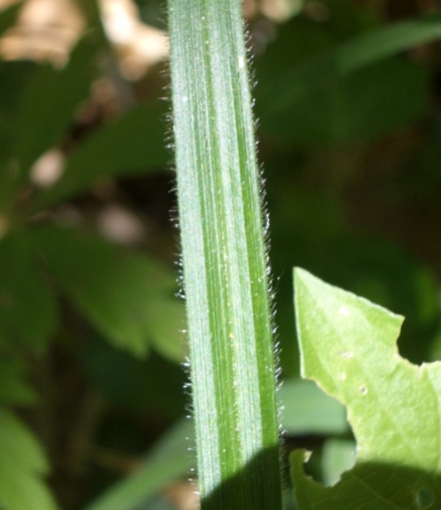 Pflanzenbild gross Wimper-Segge - Carex pilosa