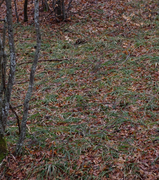 Pflanzenbild gross Wimper-Segge - Carex pilosa