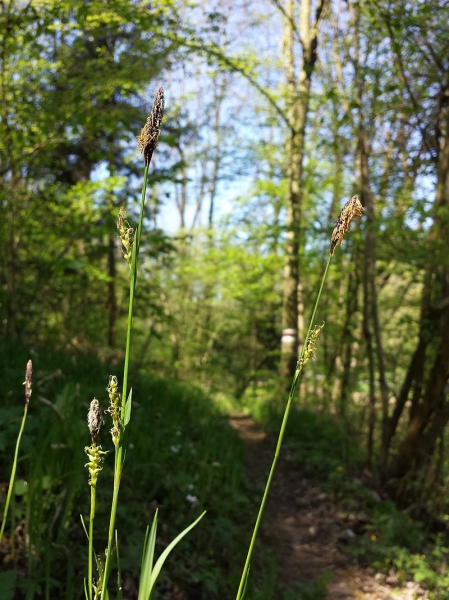 Pflanzenbild gross Wimper-Segge - Carex pilosa