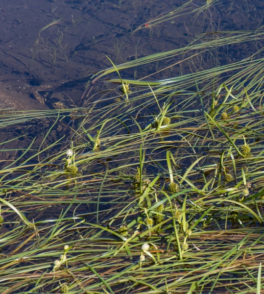Pflanzenbild gross Schmalblättriger Igelkolben - Sparganium angustifolium