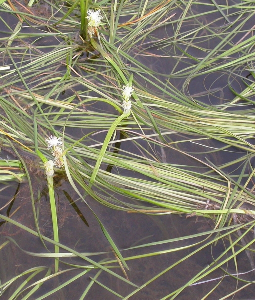 Pflanzenbild gross Schmalblättriger Igelkolben - Sparganium angustifolium