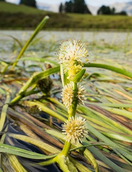 Pflanzenbild gross Schmalblättriger Igelkolben - Sparganium angustifolium