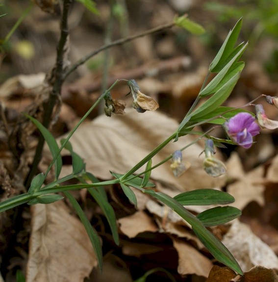 Pflanzenbild gross Berg-Platterbse - Lathyrus linifolius
