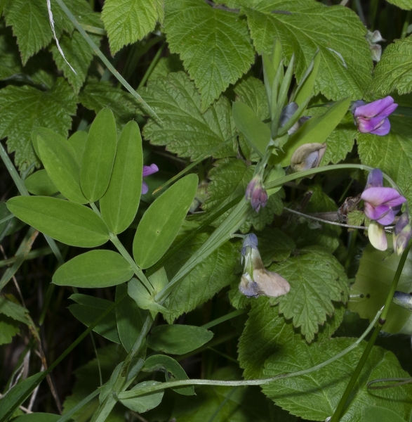 Pflanzenbild gross Berg-Platterbse - Lathyrus linifolius