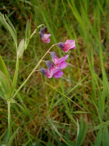 Pflanzenbild gross Berg-Platterbse - Lathyrus linifolius