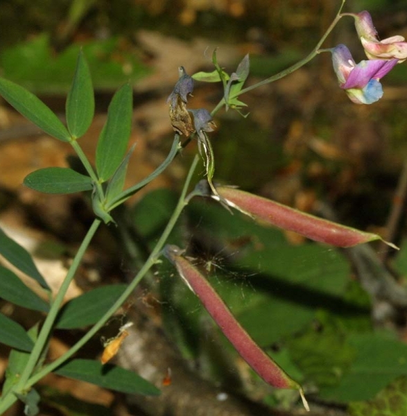 Pflanzenbild gross Berg-Platterbse - Lathyrus linifolius