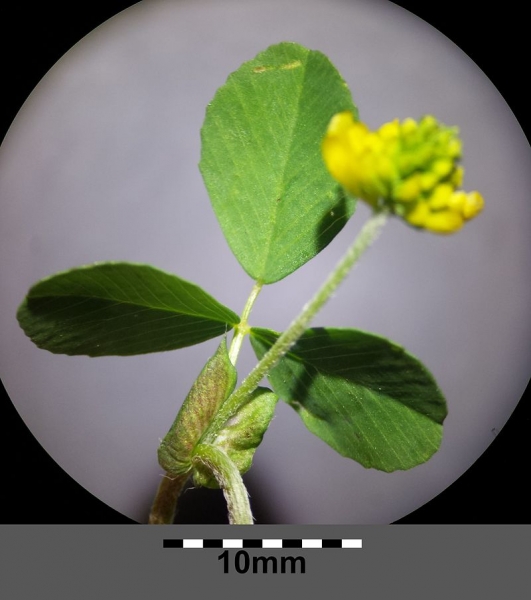 Pflanzenbild gross Feld-Klee - Trifolium campestre