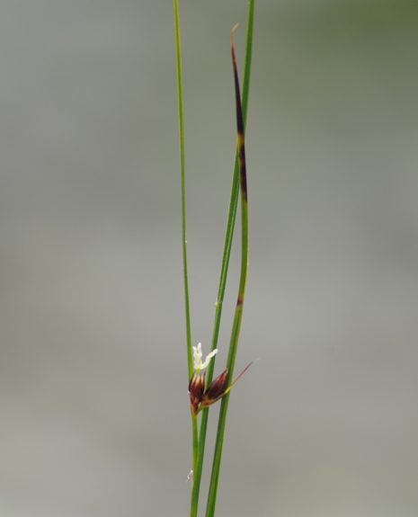 Pflanzenbild gross Dreiblatt-Binse - Juncus trifidus