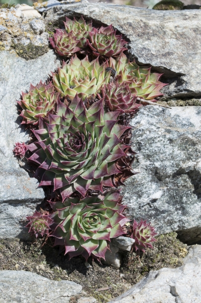 Pflanzenbild gross Dach-Hauswurz - Sempervivum tectorum