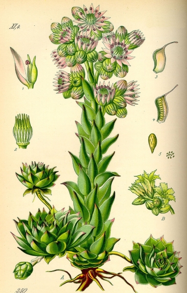 Pflanzenbild gross Dach-Hauswurz - Sempervivum tectorum