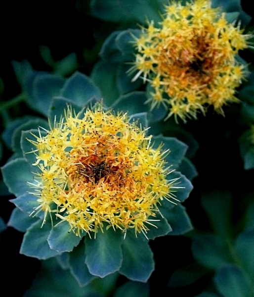 Pflanzenbild gross Rosenwurz - Rhodiola rosea