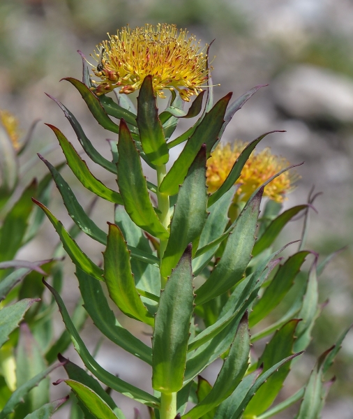 Pflanzenbild gross Rosenwurz - Rhodiola rosea