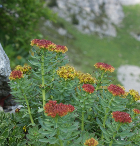 Pflanzenbild gross Rosenwurz - Rhodiola rosea