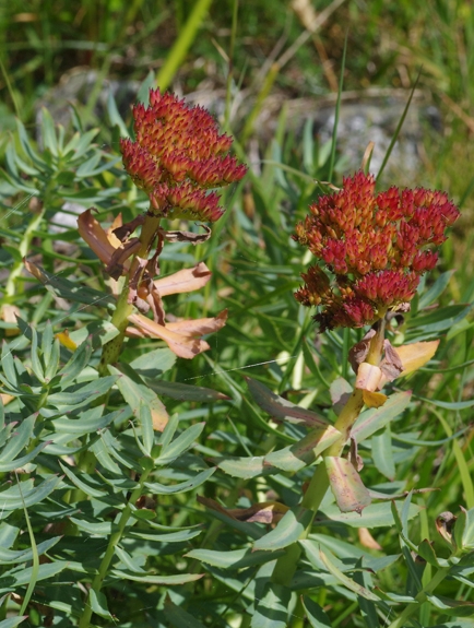 Pflanzenbild gross Rosenwurz - Rhodiola rosea