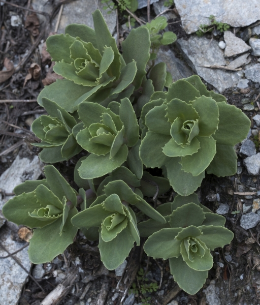 Pflanzenbild gross Riesen-Fettkraut - Sedum telephium