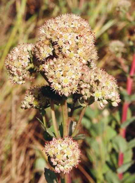 Pflanzenbild gross Riesen-Fettkraut - Sedum telephium