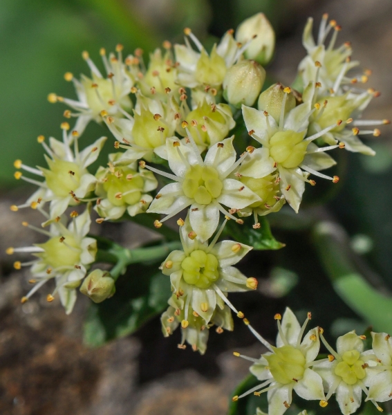 Pflanzenbild gross Riesen-Fettkraut - Sedum telephium
