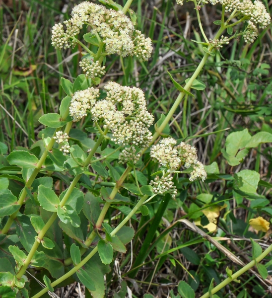 Pflanzenbild gross Riesen-Fettkraut - Sedum telephium