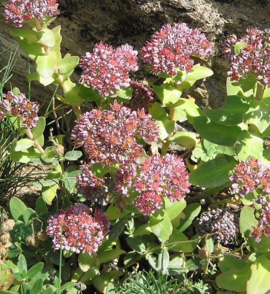 Pflanzenbild gross Rundblättriges Fettkraut - Sedum anacampseros