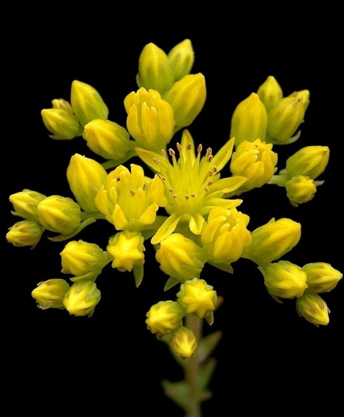 Pflanzenbild gross Gewöhnlicher Felsen-Mauerpfeffer - Sedum rupestre