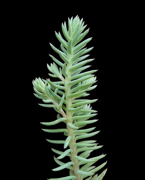 Pflanzenbild gross Gewöhnlicher Felsen-Mauerpfeffer - Sedum rupestre