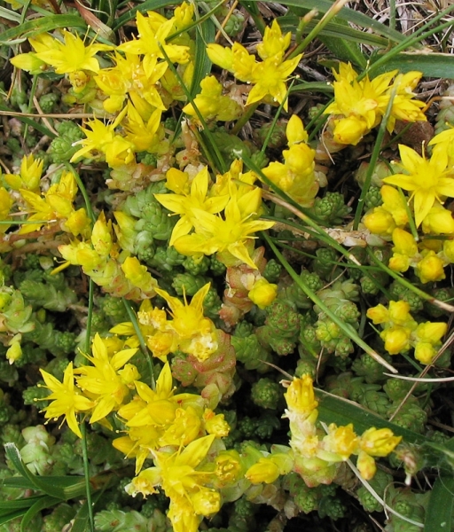 Pflanzenbild gross Scharfer Mauerpfeffer - Sedum acre