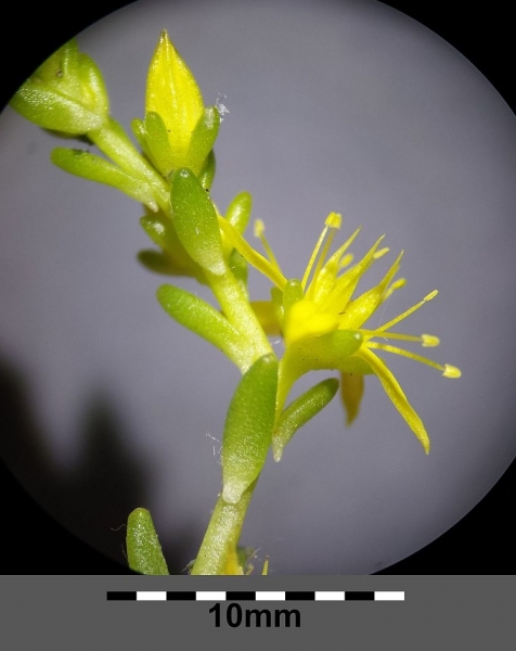 Pflanzenbild gross Milder Mauerpfeffer - Sedum sexangulare