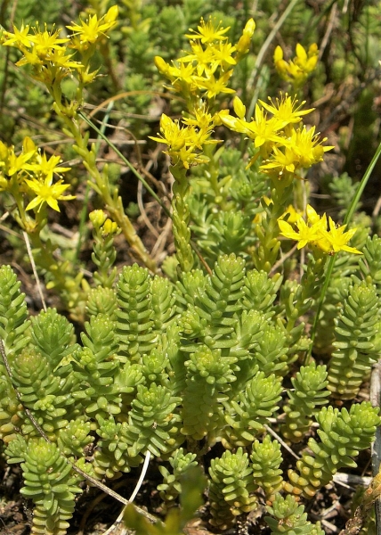 Pflanzenbild gross Milder Mauerpfeffer - Sedum sexangulare