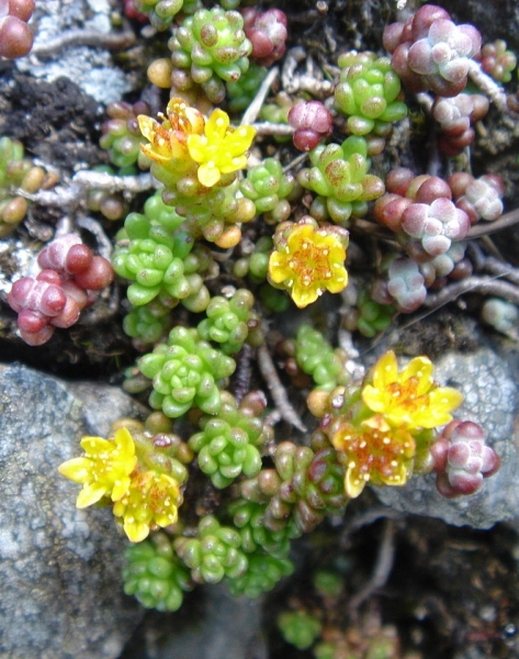 Pflanzenbild gross Alpen-Mauerpfeffer - Sedum alpestre