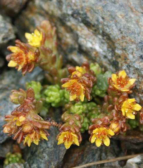 Pflanzenbild gross Alpen-Mauerpfeffer - Sedum alpestre