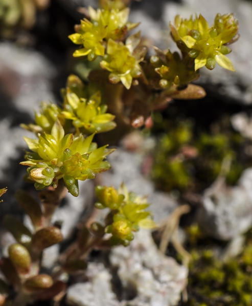 Pflanzenbild gross Alpen-Mauerpfeffer - Sedum alpestre