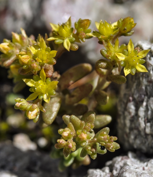 Pflanzenbild gross Alpen-Mauerpfeffer - Sedum alpestre